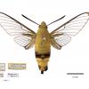 Insecte