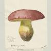 Champignon