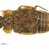 Insecte