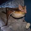 Chauve-souris