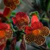 Plante
